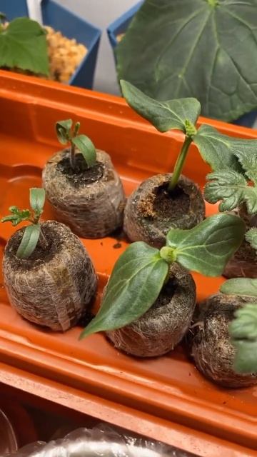 Хорошие лампы-залог отличного урожая,крепкой,не вытян смотреть онлайн