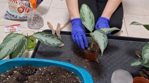 АГЛАОНЕМА Сильвер Бей. посадка на фитильный полив.