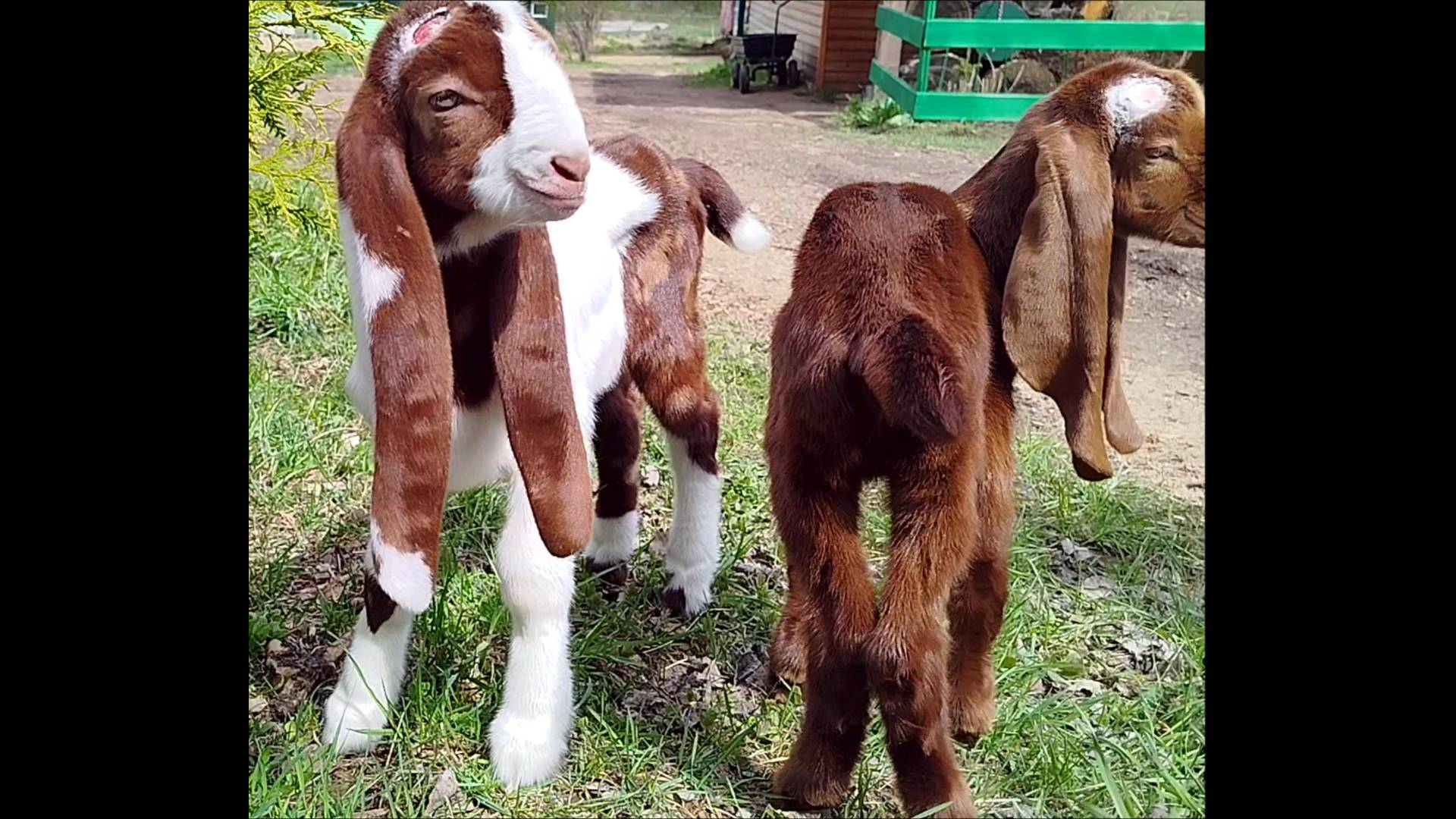 МАДЛЮШКИНО ПОТОМСТВО ПРИЕХАЛО смотреть онлайн