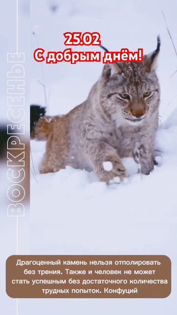 УЧИСЬ И У ТЕБЯ ВСЁ ПОЛУЧИТЬСЯ #красота #молодость #сиби смотреть онлайн