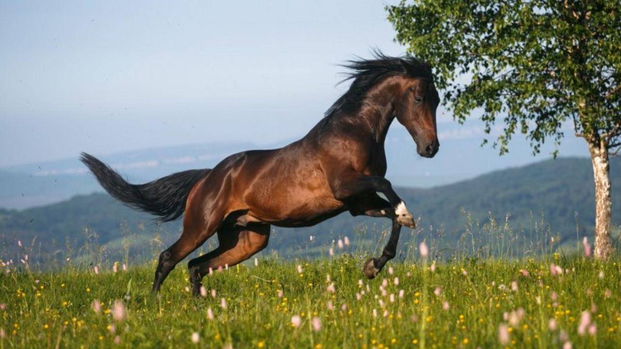 Песня " Ой при лужку,при лужке ". Кавер смотреть онлайн