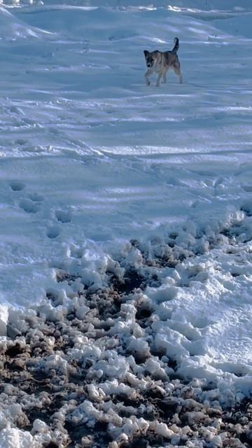 Сено есть на зиму зерно есть все готовы к зиме они до в? смотреть онлайн