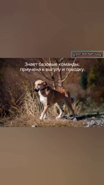 Грациозна и умна смотреть онлайн