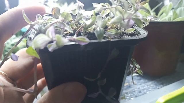 КАЛлИЗИЯ / Розовая пантера сложно зимой быть красивой смотреть онлайн