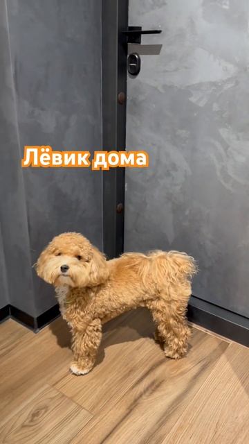 🦁Лёвик, дома и на улице #лев #собака #мальтипу #пудель # смотреть онлайн