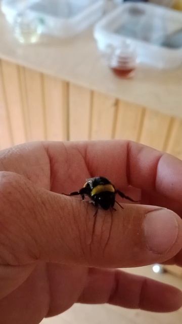 ручной шмель