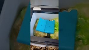 Бирюса HC-24P1 Автохолодильник 12/220V