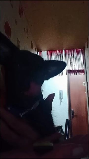 Собачка есть огурец)))) смотреть онлайн