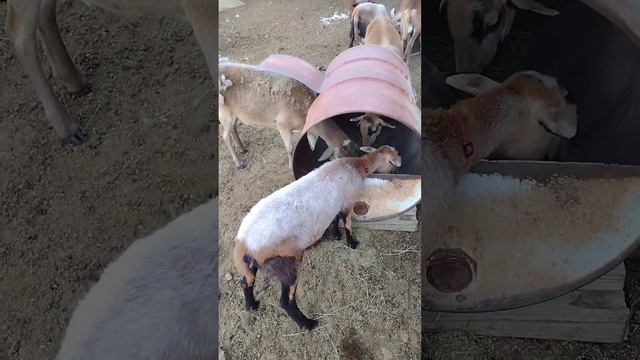 Our sheep eat hay🌿🐑🐏😃/ Наши овцы едят сено 🌿🐑🐏😊 смотреть онлайн