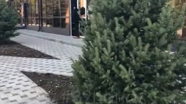 В центре Анапы высадили несколько голубых елей смотреть онлайн