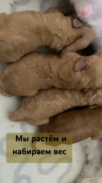 Мы растём набираем вес 💕 детки Той-Пуделя 😇 #тойпуде? смотреть онлайн