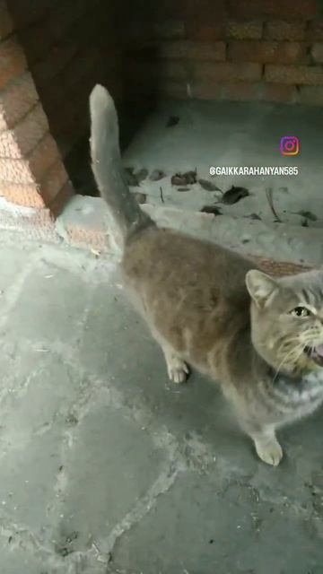 Как только начинаю жарить шашлык, мой 🐈 тут как тут. #м смотреть онлайн