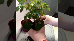 #211 Циссус, березка, пересадка и формировка куста.