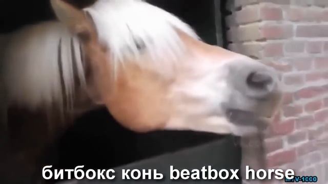 Новые Смешные Видео Приколы 2016 Попробуй Не Рассмеяться Тест На Психику HD смотреть онлайн