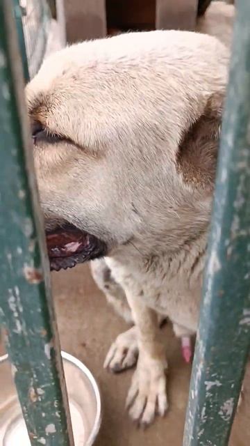 Тбилиси 🇬🇪 Грузия Приют Тамаза Элизбарашвили 🐕 💌 ? смотреть онлайн