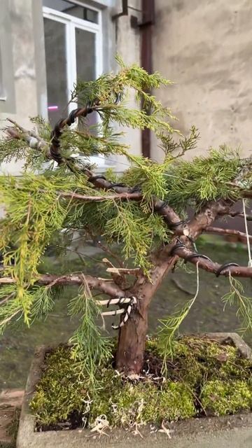 Великий ялівець бонсай Juniperus pfitzeriana Compacta смотреть онлайн