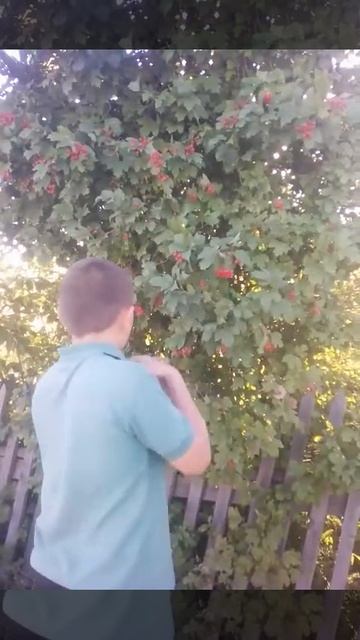 Волчья ягода смотреть онлайн