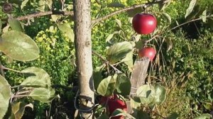 яблоня Белорусское Сладкое