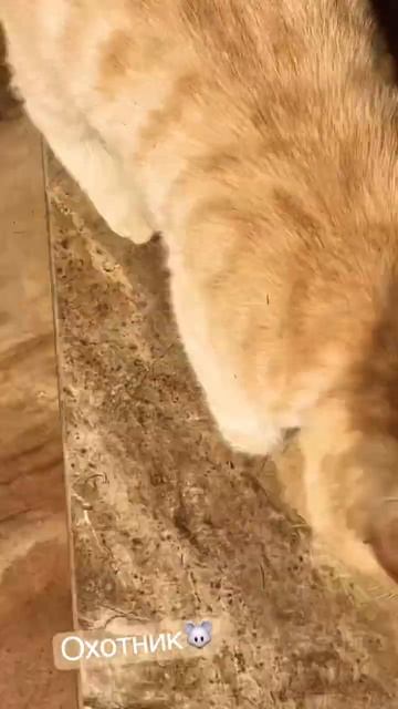 🐭 🐱 #энергиидня #весна #кеша #онлайн #природа #дом #вми смотреть онлайн