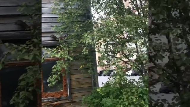 Белка Ханты-Мансийск смотреть онлайн