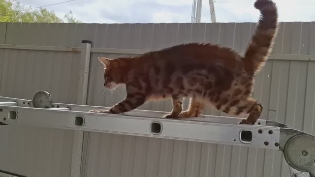 Проводила Свету до Станции. Неожиданный гость!Веня противостоял хищнику 😀 смотреть онлайн