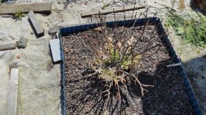 Ива хакуро Нишики🌸неудачная зимовка на Южном Урале! 1