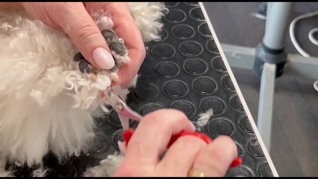 Стрижка когтей и шерсти на лапах у собак породы бишон ? смотреть онлайн