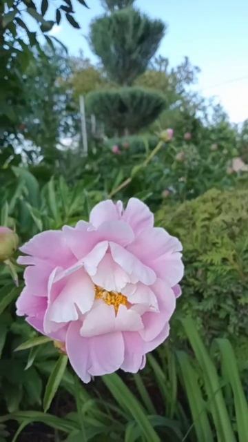 #растениядлясада #garden #flowers #саддача #цветы #садсвоимир? смотреть онлайн
