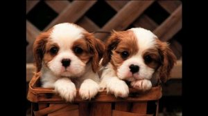 Звук рычащего щенка, звуки щенка