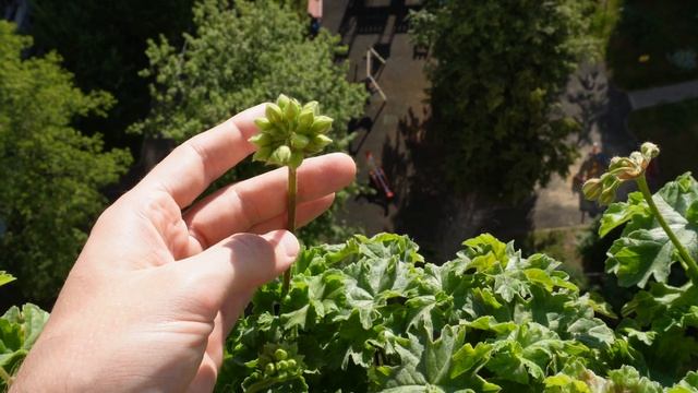 #17. Рост цветоносов и первые цветы пеларгоний зонартик смотреть онлайн