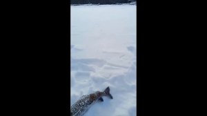 Ловля Ленка в Хабаровском крае. Привет каналу За фарто