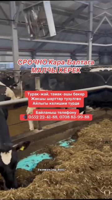 МАЛЧЫ керек #работа смотреть онлайн