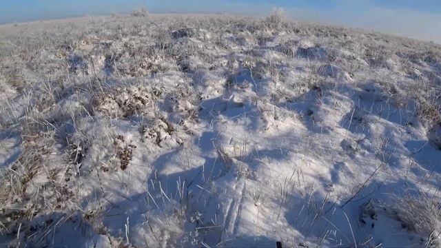 Охота на зайца!Такое случается..