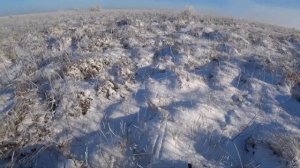 Охота на зайца!Такое случается..