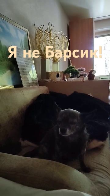 Вы ,что,белены объелись?! Я Марчик, 🐕 а не Барсик! Очки ? смотреть онлайн
