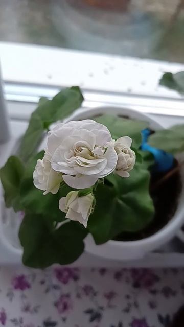 #Каролина#плюшечка#жара#лето#а мы цвести хотим смотреть онлайн