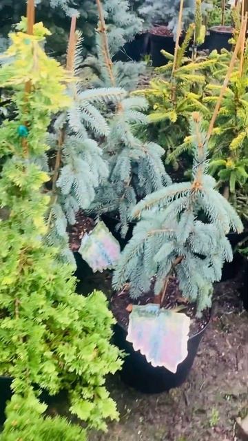 Голден Карпет🌲Питомник « Хвойнозависимые», в телегр? смотреть онлайн