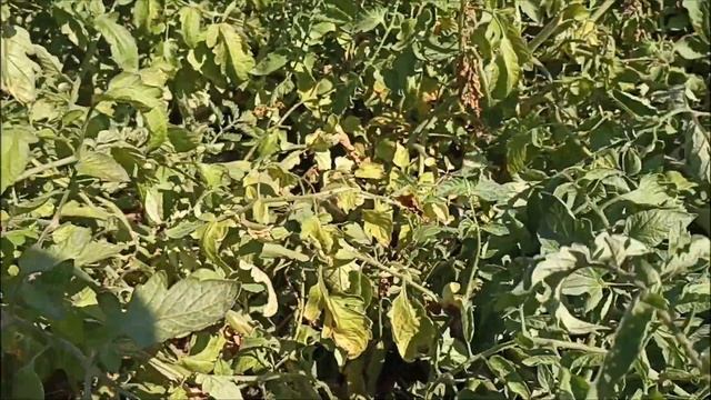 Сбор урожая.Собирала помидоры. смотреть онлайн