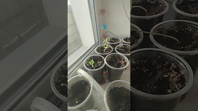 У Дюймовочки стебли окрепли. Маленький росток, а корни смотреть онлайн