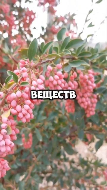 Ссылка на проверенный экстракт барбариса в шапке проф