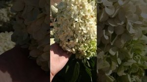 Метельчатая гортензия Селекшен. 13.08.2024г.