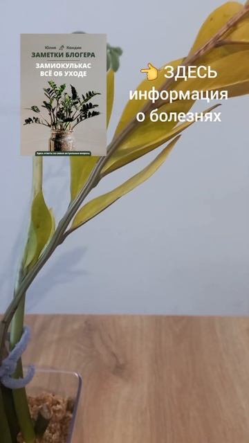 ПОЖЕЛТЕНИЕ листьев замиокулькаса - процесс необратим? смотреть онлайн