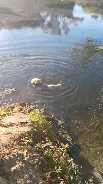 река Воронеж #фокстерьер #джек #жесткошёрстныйфокстер