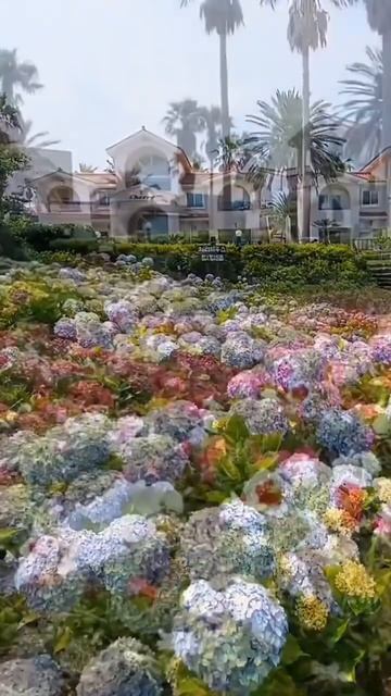 #hydrangea#гортензия#garden#гортензія#сад#flowers#park#jardin #shorts#アジ? смотреть онлайн