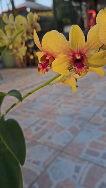 Dendrobium Sunshine 🌞 ❤️💛🧡 #dendrobium #garden #nature #shorts смотреть онлайн