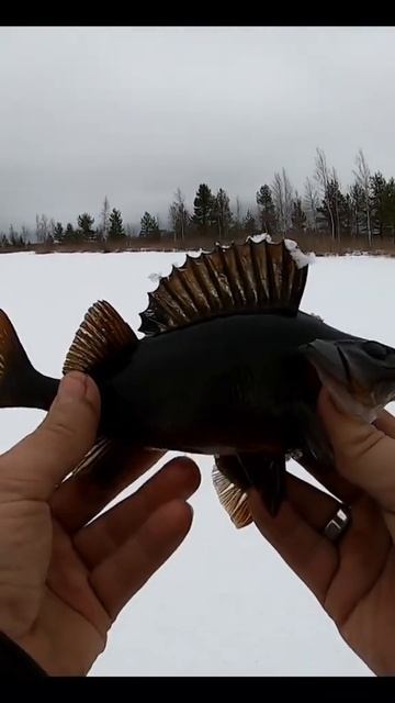 Черныш👍 #рыбалка #рыба #тайга #туризм #приключения #пр? смотреть онлайн