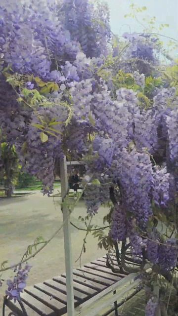 🌺🌺🌺 Хотите посидеть в такой беседке❓️🌺🌺🌺#цвет? смотреть онлайн