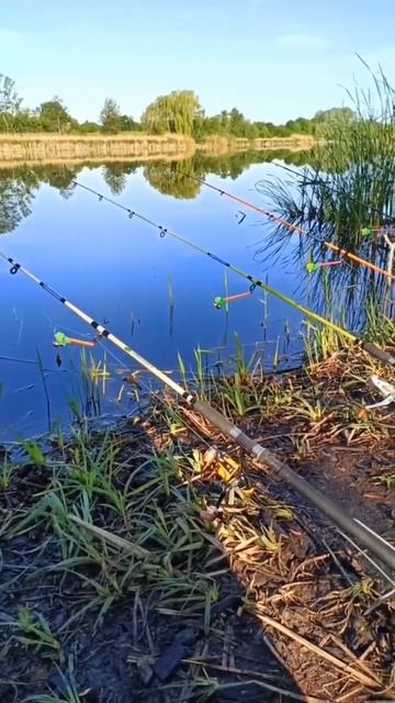 Подсекай #short #shorts #fishing #рыбалка #карась #фидер #риболов? смотреть онлайн