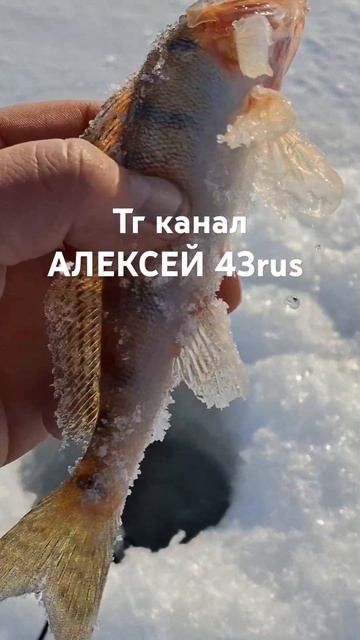 Тг канал АЛЕКСЕЙ 43rus #карп #отдых #философия смотреть онлайн