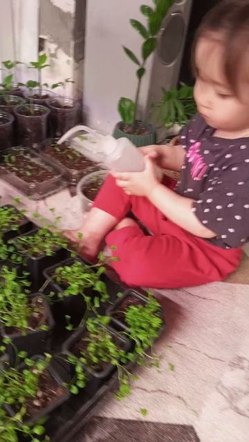 Сегодня мы с Евой активно занимались рассадой #garden #plan смотреть онлайн